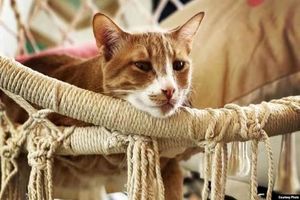 گربه‌ ها از مرگ سایر حیوانات خانگی «غصه می‌خورند»