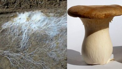 اختراع رباتی که یک قارچ زنده از داخل آن را کنترل میکند_بام وطن 4 قارچ شاهصدف (در سمت راست) و میسیلیومهای یک قارچ (در سمت چپ)