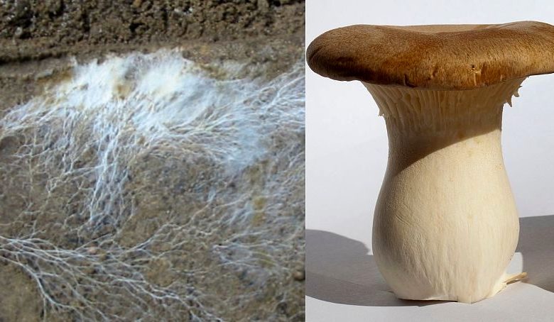 قارچ شاه‌صدف (در سمت راست) و میسیلیوم‌های یک قارچ (در سمت چپ)