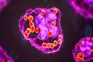 دانشمندان یک نوع سلول تازه کشف کردند که ۱۰۰ سال قبل پیشبینی شده بود_بام وطن 3 دانشمندان یک نوع سلول جدید کشف کردند که ۱۰۰ سال قبل پیشبینی شده بود