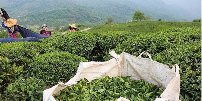 ۵۲ درصد مطالبات چایکاران پرداخت شد_بام وطن 1 ۵۲ درصد مطالبات چایکاران پرداخت شد