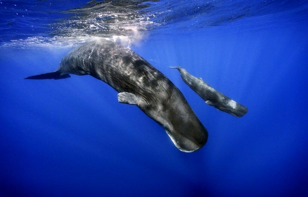 سخن زدن با حیوانات ممکن شد_بام وطن 10 حرف زدن با حیوانات ممکن شد