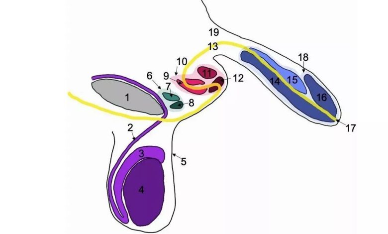 اشکار شدن مردی با سه آلت تناسلی/ پزشکان انگلیسی چه میگویند؟_بام وطن 1 پیدا شدن مردی با سه آلت تناسلی/ پزشکان انگلیسی چه میگویند؟