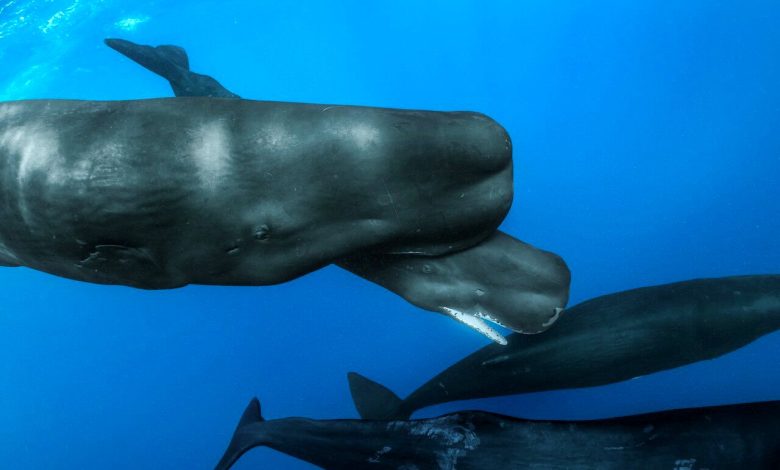 سخن زدن با حیوانات ممکن شد_بام وطن 7 حرف زدن با حیوانات ممکن شد