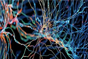 کشف تفاوت ساختار نورون‌ها در مغز کودکان مبتلا به اوتیسم