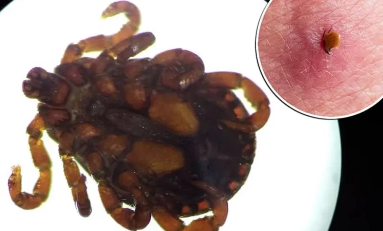 کشف یک ویروس ناشناخته در چین که همه را دلواپس کرده است_بام وطن 1 کشف یک ویروس ناشناخته در چین که همه را نگران کرده است