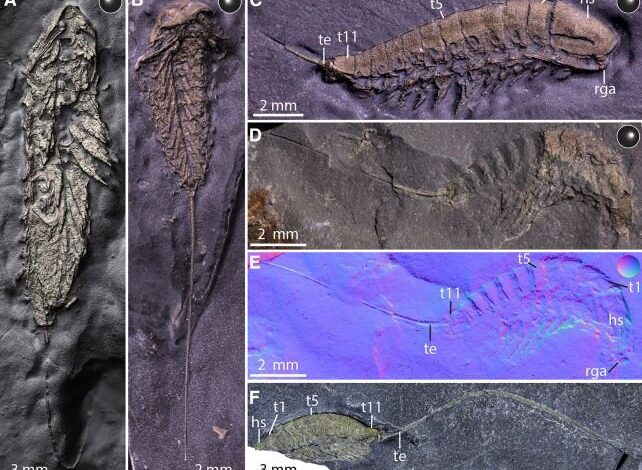 اسرار فسیل پوشیده از طلا_بام وطن 3 2