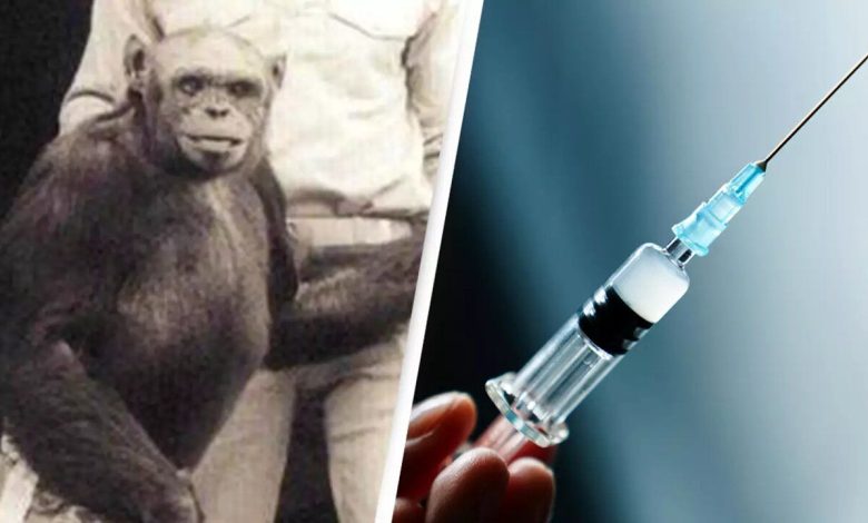 انسان-شامپانزه‌ آزمایشگاهی به قدری وحشتناک بود که خالقش آن را کشت!/ عکس