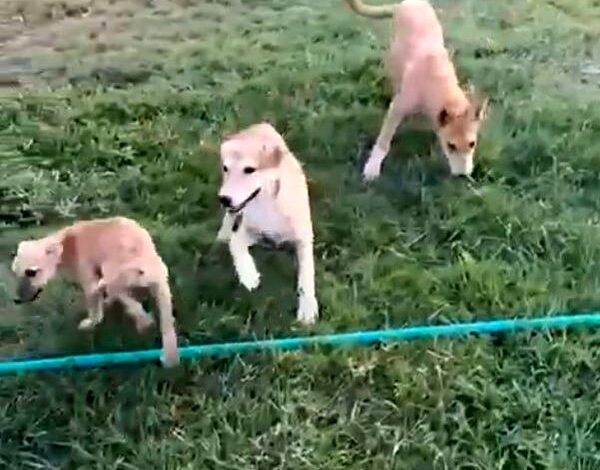 مهمانان ناخوانده در تمرین استقلال_بام وطن 1 سگهای ولگرد در تمرین استقلال خوزستان