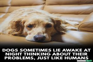 چرا سگ ها در شب نمی خوابند؟_بام وطن 4 چرا سگ ها در شب نمی خوابند؟