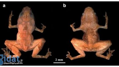 کشف گونه عجیبی از وزغ که اندازه آن کمتر از یک سانتی متر است/ تصاویری از یکی از کوچکترین مهرهداران شناختهشده_بام وطن 4 1