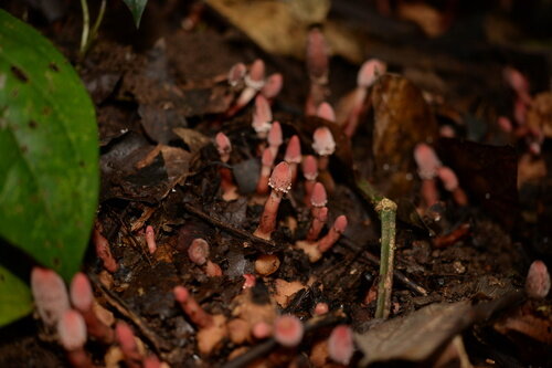 گشودن گره شگفت گیاه ژاپنی به لطف حشرات/معمای دیرینه حل شد/عکس_بام وطن 7 گیاه ژاپنی