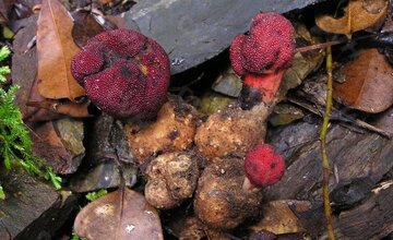 گشودن گره شگفت گیاه ژاپنی به لطف حشرات/معمای دیرینه حل شد/عکس_بام وطن 6 گیاه ژاپنی