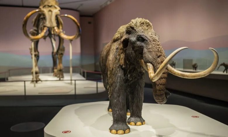 کلید تولد دوباره ماموت‌ها در دست فیل‌ها!