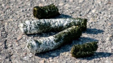 درمان سرطان با مدفوع غاز_بام وطن 5 درمان سرطان با مدفوع غاز