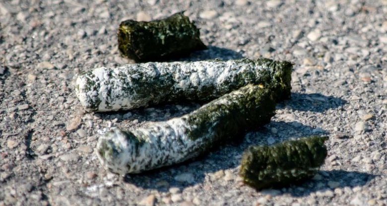 درمان سرطان با مدفوع غاز