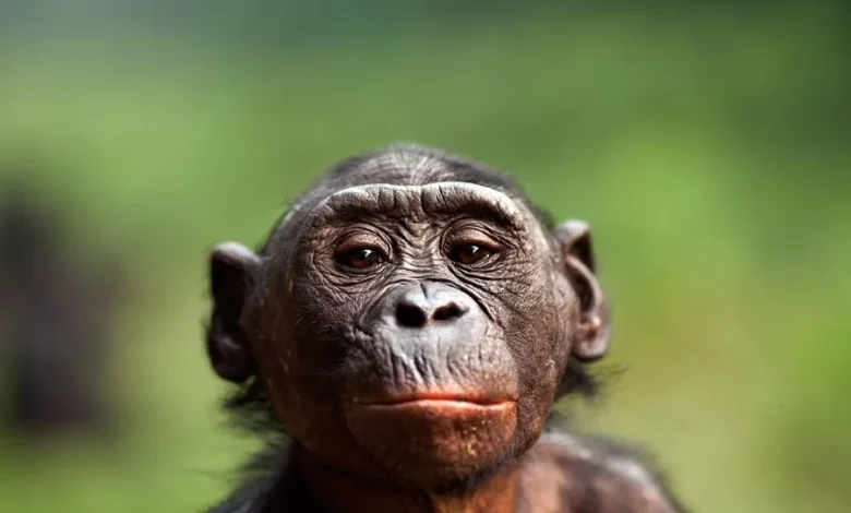 نظریه‌ های دانشمندان درباره ریشه‌ های بوسیدن