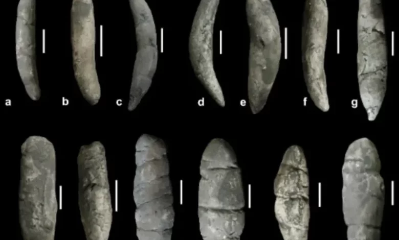 چرا دانشمندان به مطالعۀ فسیل مدفوع و استفراغ دایناسورها علاقمند شدهاند؟_بام وطن 3 چرا دانشمندان به مطالعۀ فسیل مدفوع و استفراغ دایناسورها علاقمند شدهاند؟