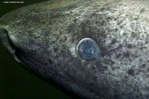 کشف راز عمر طویل در اعماق دریا_بام وطن 6 کشف راز عمر طولانی در اعماق دریا