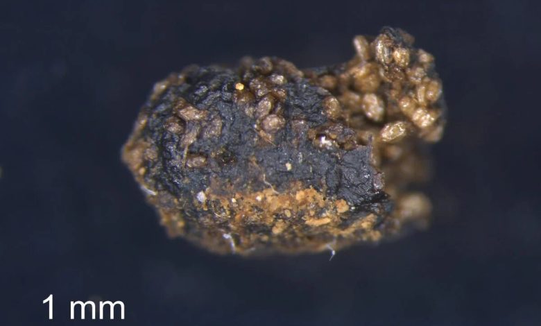 گشودن گره شگفت گیاه ژاپنی به لطف حشرات/معمای دیرینه حل شد/عکس_بام وطن 5 گیاه ژاپنی