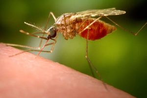 تشکیل «اسپرم سمی» در پشه های نر_بام وطن 7 تولید «اسپرم سمی» در پشه های نر