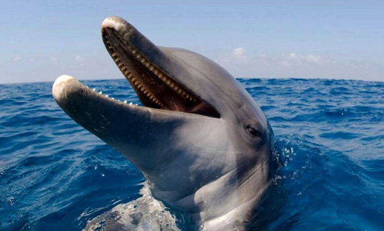 برخی گونه‌های دلفین تا 240 عدد دندان دارند.