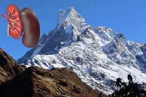 نقش مهم کلیه برای سازگاری بدن در مناطق مرتفع_بام وطن 5 نقش مهم کلیه برای سازگاری بدن در مناطق مرتفع