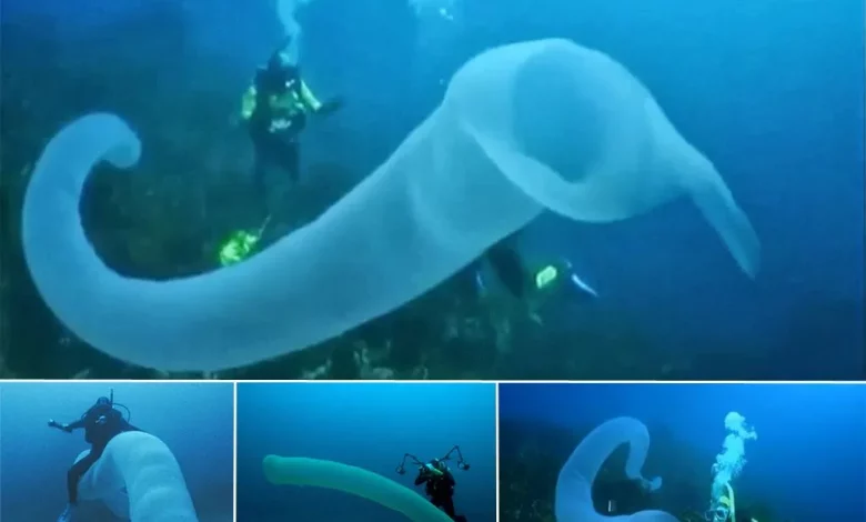 کشف کرم های غول پیکر در اعماق تاریک اقیانوس