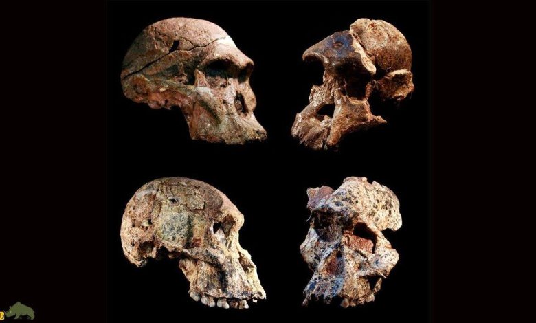 کلید پیوند انسان و نئاندرتال/ گروه‌ خونی انسان‌ اولیه کشف شد