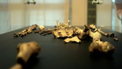 برای اولین بار تصاویر انسان ۳ میلیون ساله انتشار شد/ عکس_بام وطن 2 برای اولین بار تصاویر انسان ۳ میلیون ساله منتشر شد/ عکس