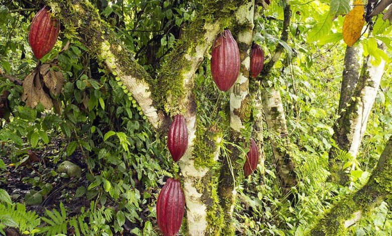 غذاهای محبوب جهانی در اغاز انقراض_بام وطن 7 غذاهای محبوب جهانی در آستانه انقراض ناشی از تغییرات اقلیمی////
