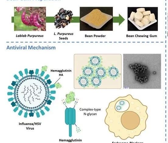آدامسی که با آنفلوآنزا و تبخال مقابله می کند_بام وطن 1 این آدامس ضدویروسی میخواهد انتقال آنفلوانزا و HSV را کاهش دهد