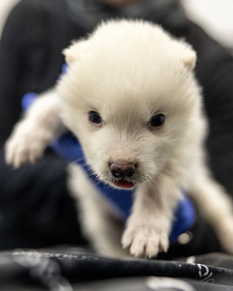 گرگ‌ وحشت احیا شده