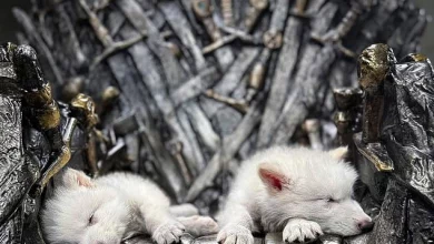 بازگشت گونه منقرض شده «گرگ وحشت» به طبیعت پس از ۱۲,۰۰۰ سال/ ویدئو