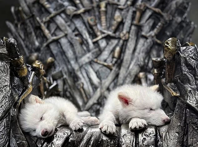 بازگشت گونه منقرض شده «گرگ وحشت» به طبیعت پس از ۱۲,۰۰۰ سال/ ویدئو