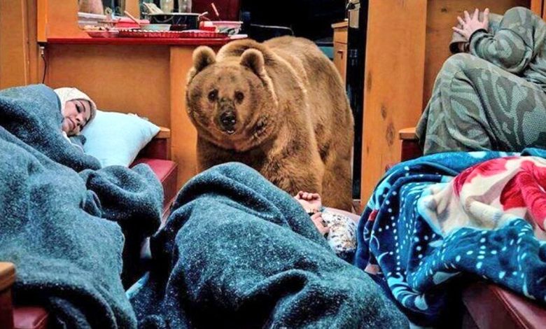 راز مخفی خرس سریال پایتخت فاش شد/ وبدئو