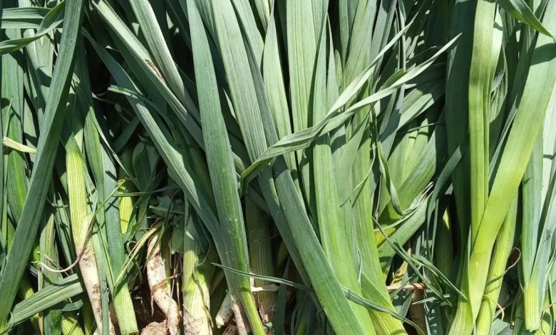 سیرموک چیست؟ چه غذاهایی می شود با آن درست کرد؟_بام وطن 3 سیرموک چیست؟ چه غذاهایی می شود با آن درست کرد؟