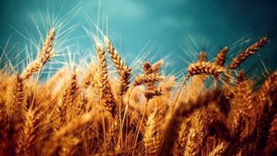 آغاز خرید تضمینی گندم