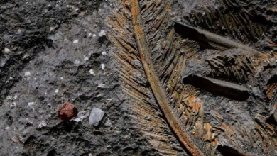 معمای شگفت کرکسی که در سنگ آتشفشانی زنده ماند_بام وطن 6 1