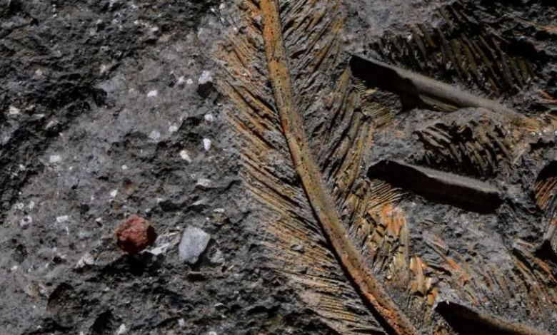 معمای شگفت کرکسی که در سنگ آتشفشانی زنده ماند_بام وطن 3 1