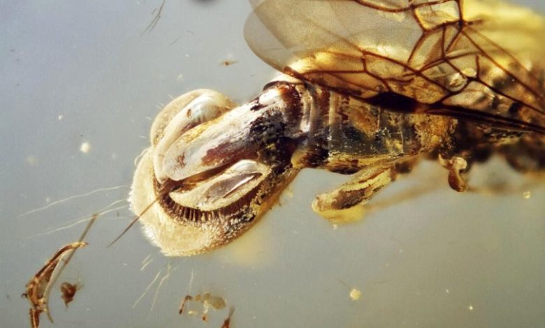 زنبور باستانی ۹۹ میلیون سال پیش در یک تکه صمغ به دام افتاده بود