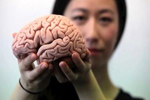 این ماده غذایی مغز شما را از پیری نجات می‌دهد