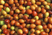 فواید «کُنار» برای آرام کردن قلب