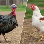 بوقلمون مرغ