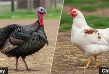 بوقلمون مرغ