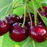 خواص گیلاس از نگاه طب سنتی